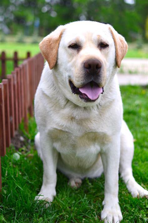 labrador