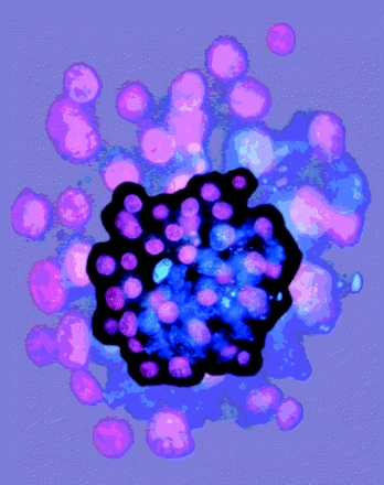 blastocyst_blastodermic_vessicle_0.9912776.JPEG