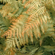 gold_fern_Pityrogramma_chrysophylla_0.99171984.JPEG