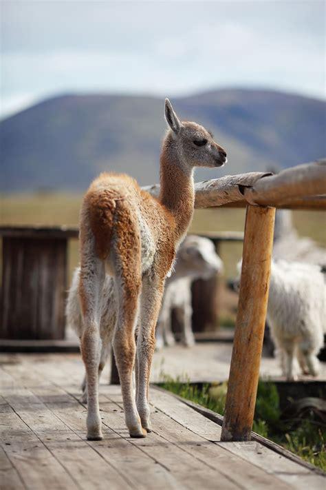 guanaco