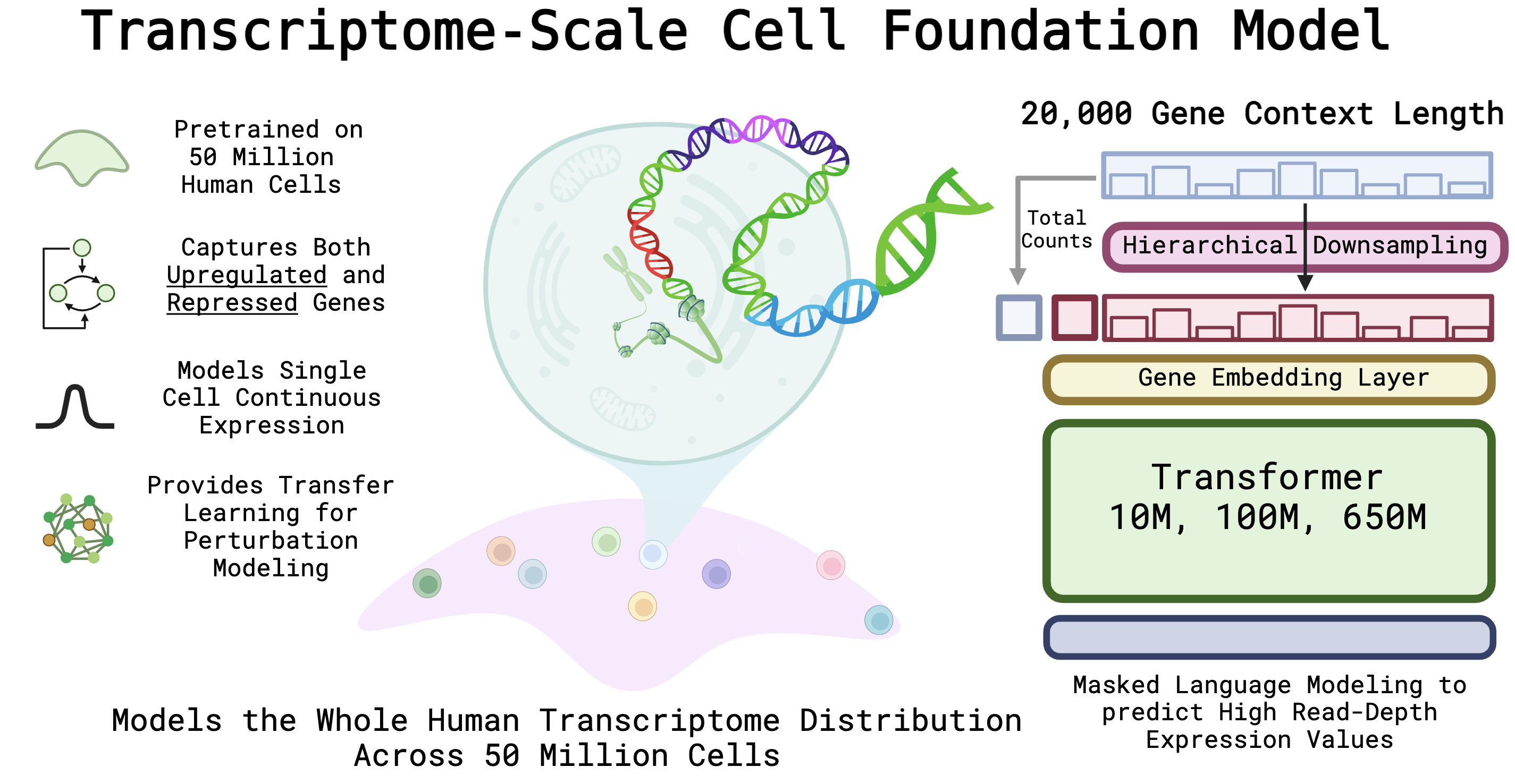 An Overview of AIDO.Cell-100M