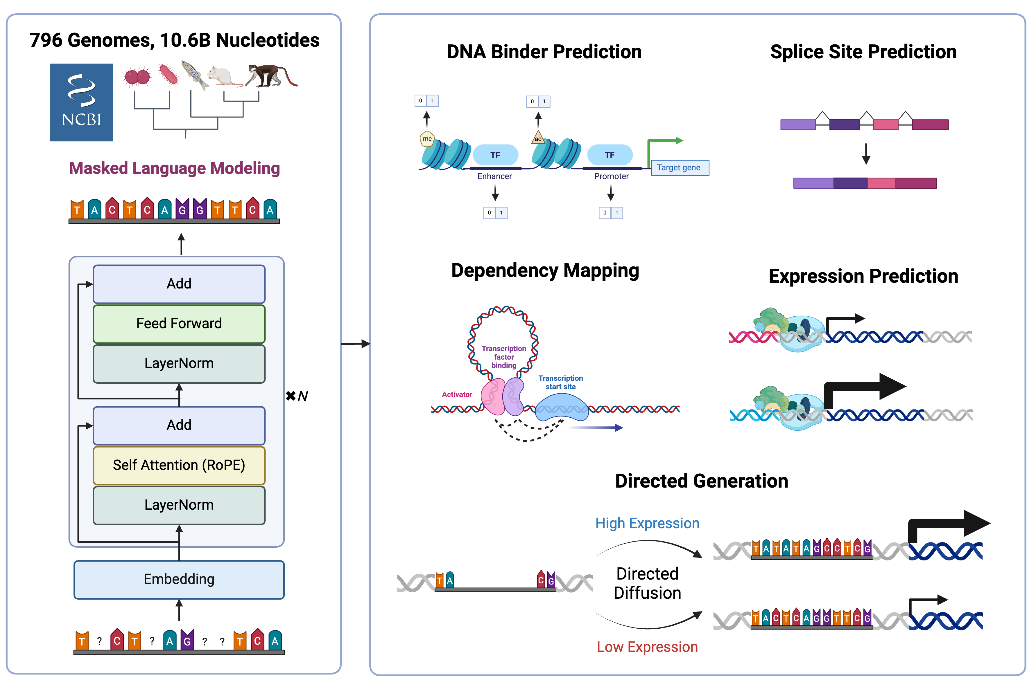 An Overview of DNA FM 7B