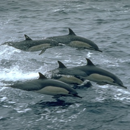 some-dolphins.png