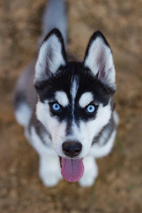 husky.jpg