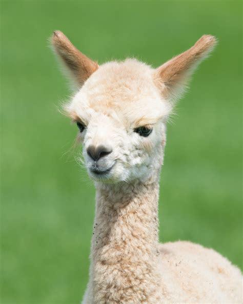 llama