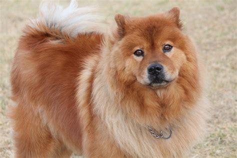 Chow Chow dog