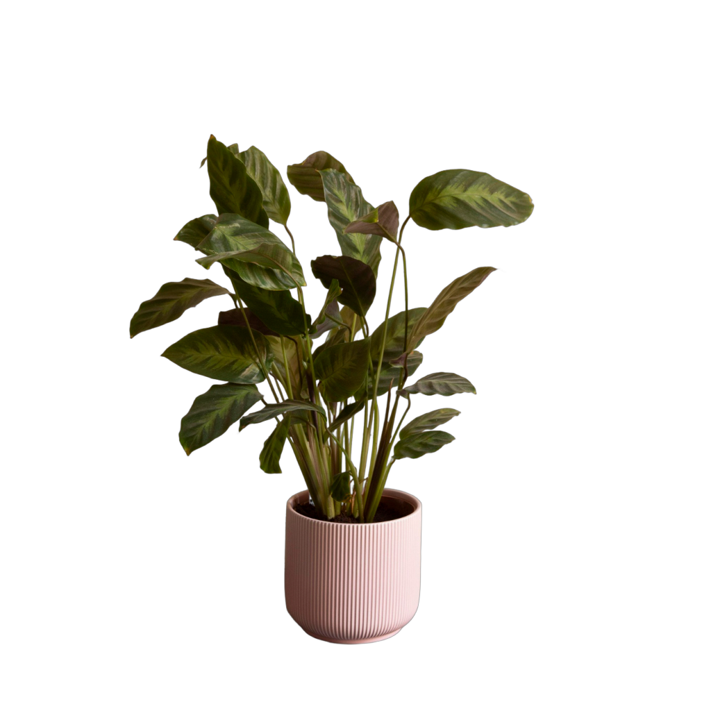 plant.png