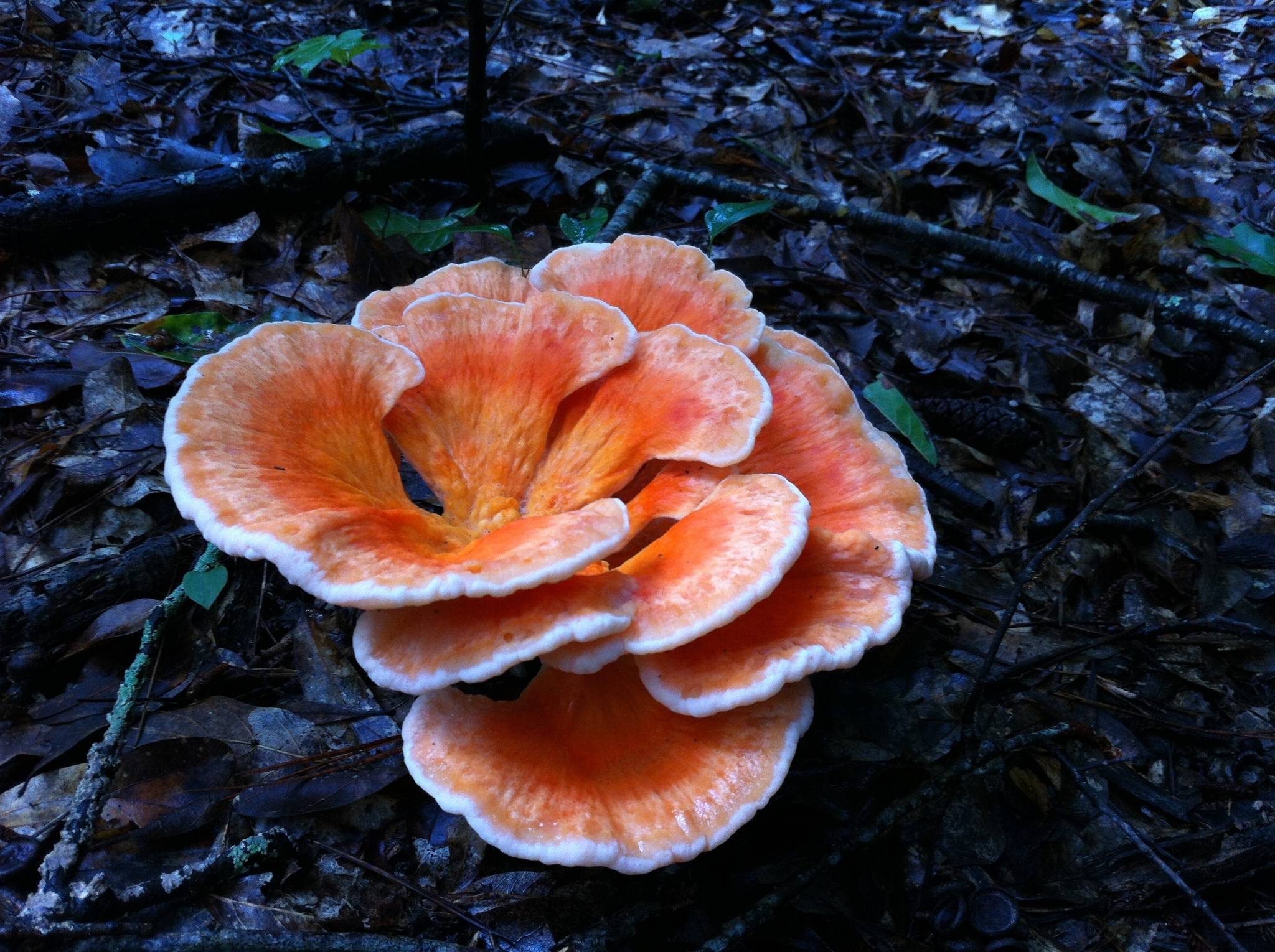 mushroom1.jpg