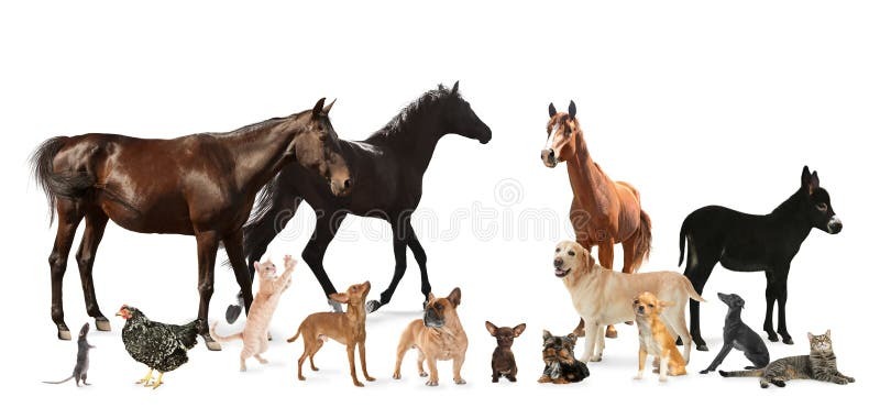 collage-horses-other-pets-white.jpg