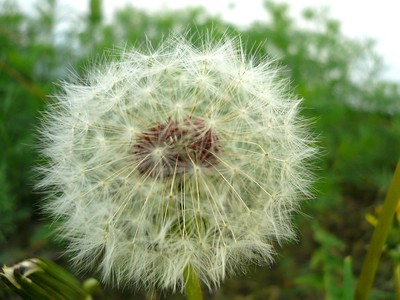 taraxacum_erythrospermum.jpg