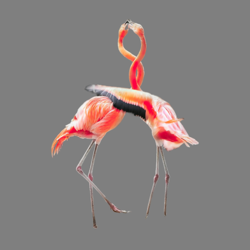 flamingo.png