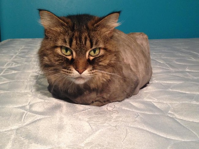 cat-loaf.jpg