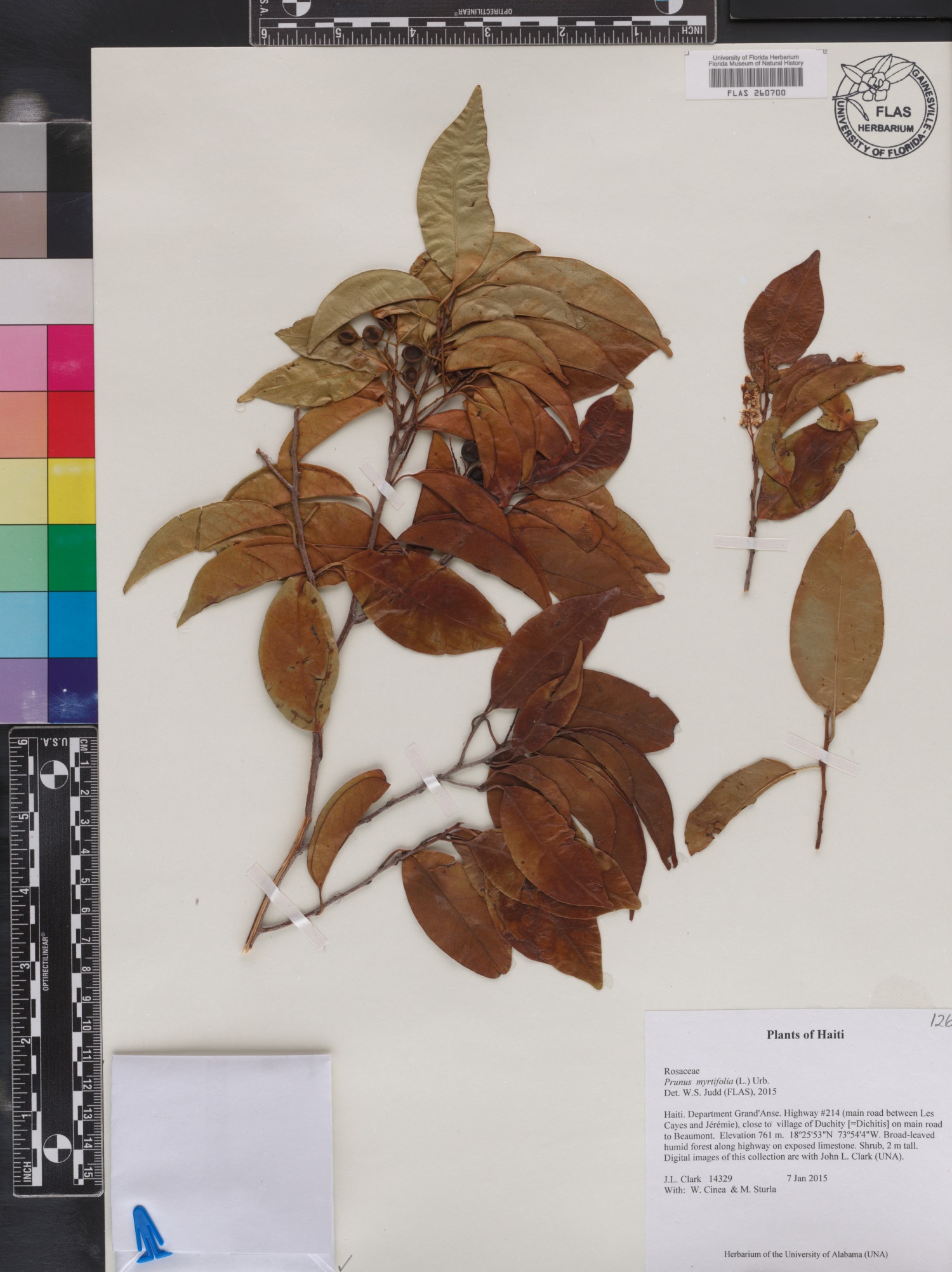 myrtifolia_1c086296-6d1f-4218-a18a-ca2f86c295d0.jpg