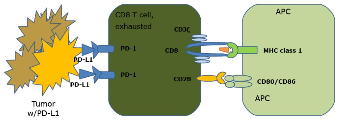 figure-23-8.jpg