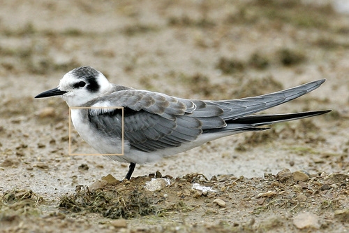 Black_Tern_0101_144331_breast.jpg