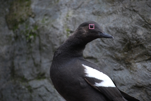 Brandt_Cormorant_0040_23144_eyes.jpg