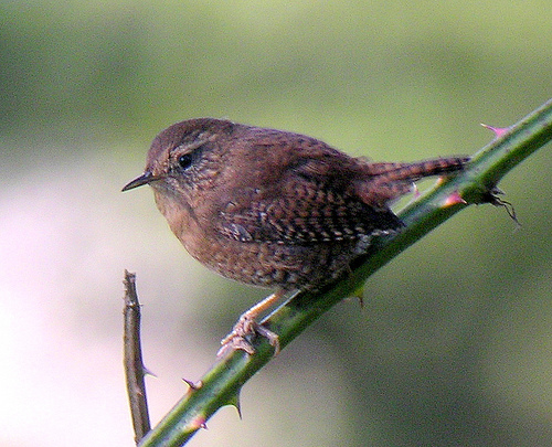 Winter_Wren_0048_189683.jpg