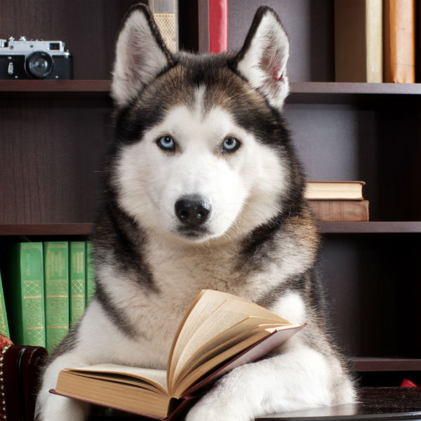 husky_study.jpg