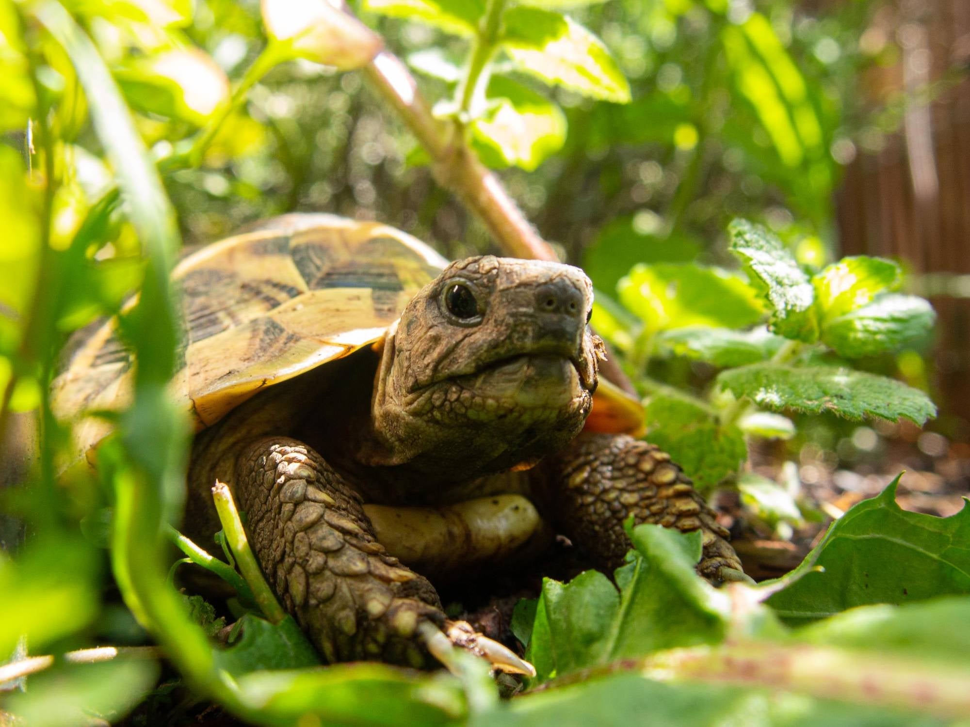 Tortoise-on-ground-surrounded-by-plants.jpeg