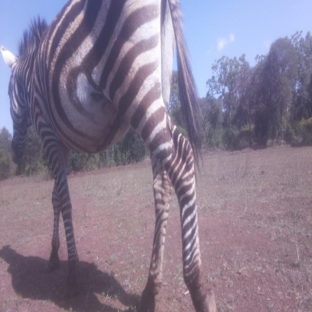 zebra.jpg