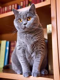 british_shorthair.jpg