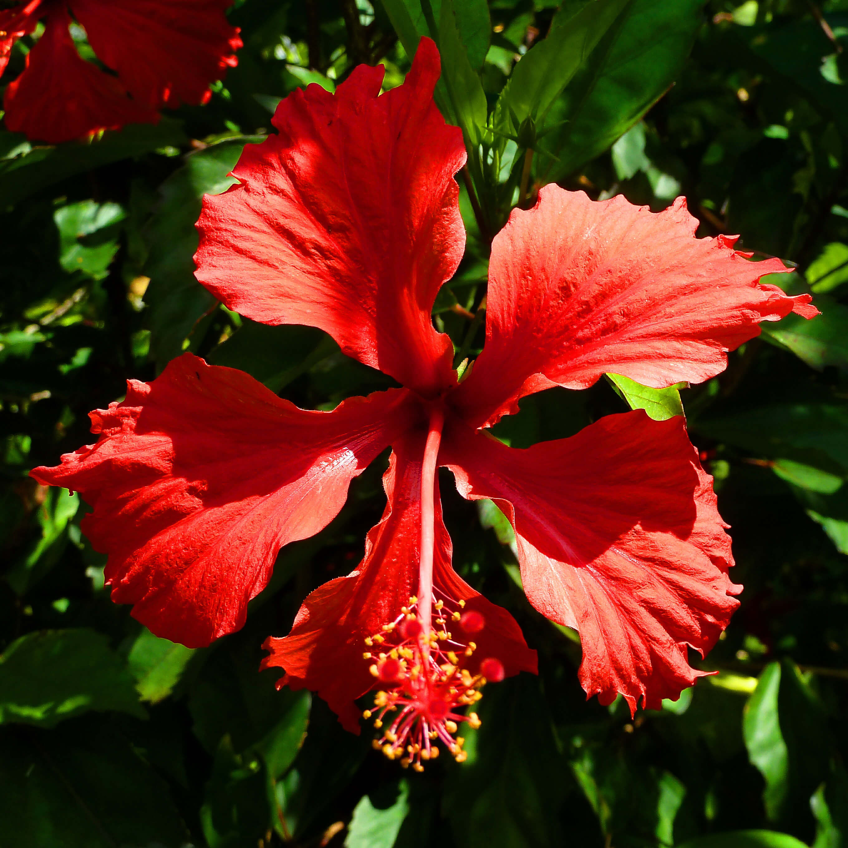 hibiscus.jpg