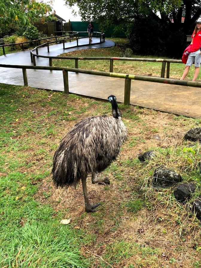 emu.jpg