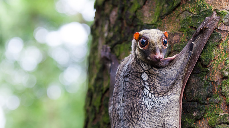 Malayan-colugo.jpg