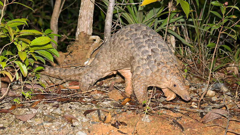 Sunda-pangolin.jpg