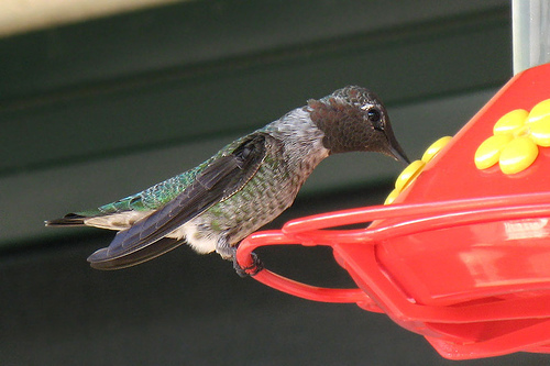 n01833805_hummingbird.JPEG