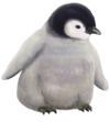 penguin.png