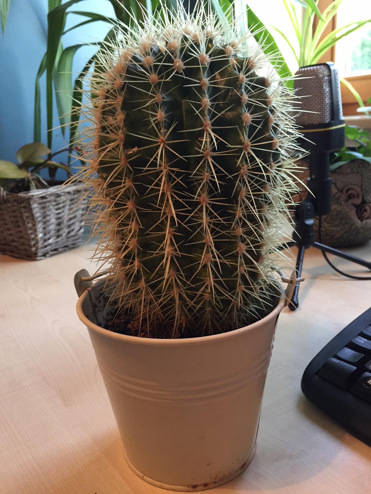 cactus.jpg