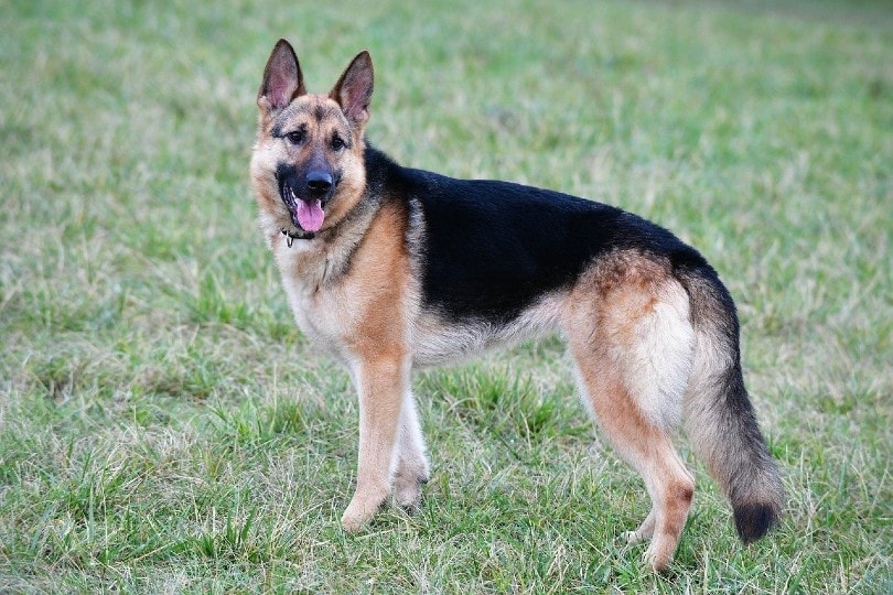 german-shepherd.jpg