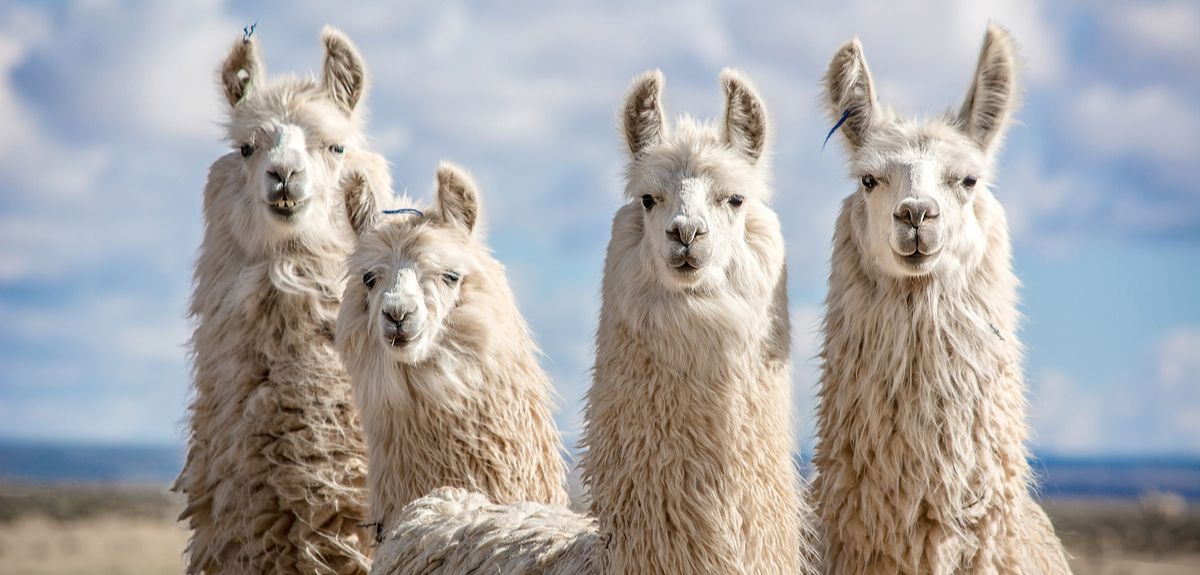 llama.jpg