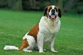 Saint_Bernard.jpeg