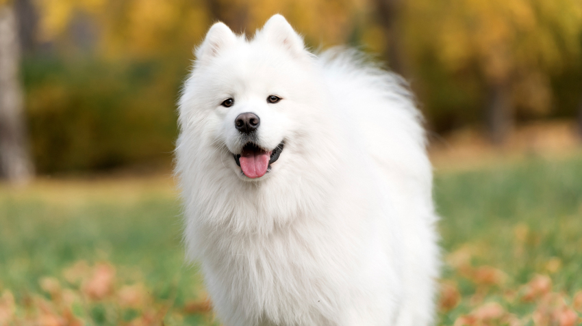 Samoyed.jpg