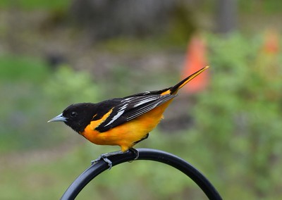 northern_oriole.jpg