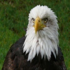 Bald_eagle_1.jpg