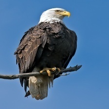 Bald_eagle_2.jpg