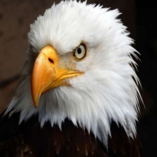 Bald_eagle_3.jpg