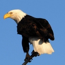 Bald_eagle_4.jpg