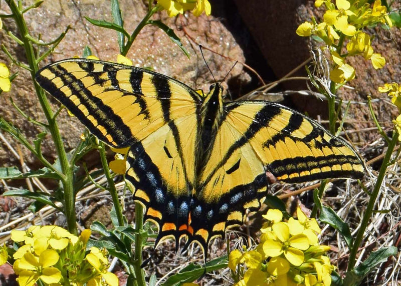 Papilio multicaudata.jpg