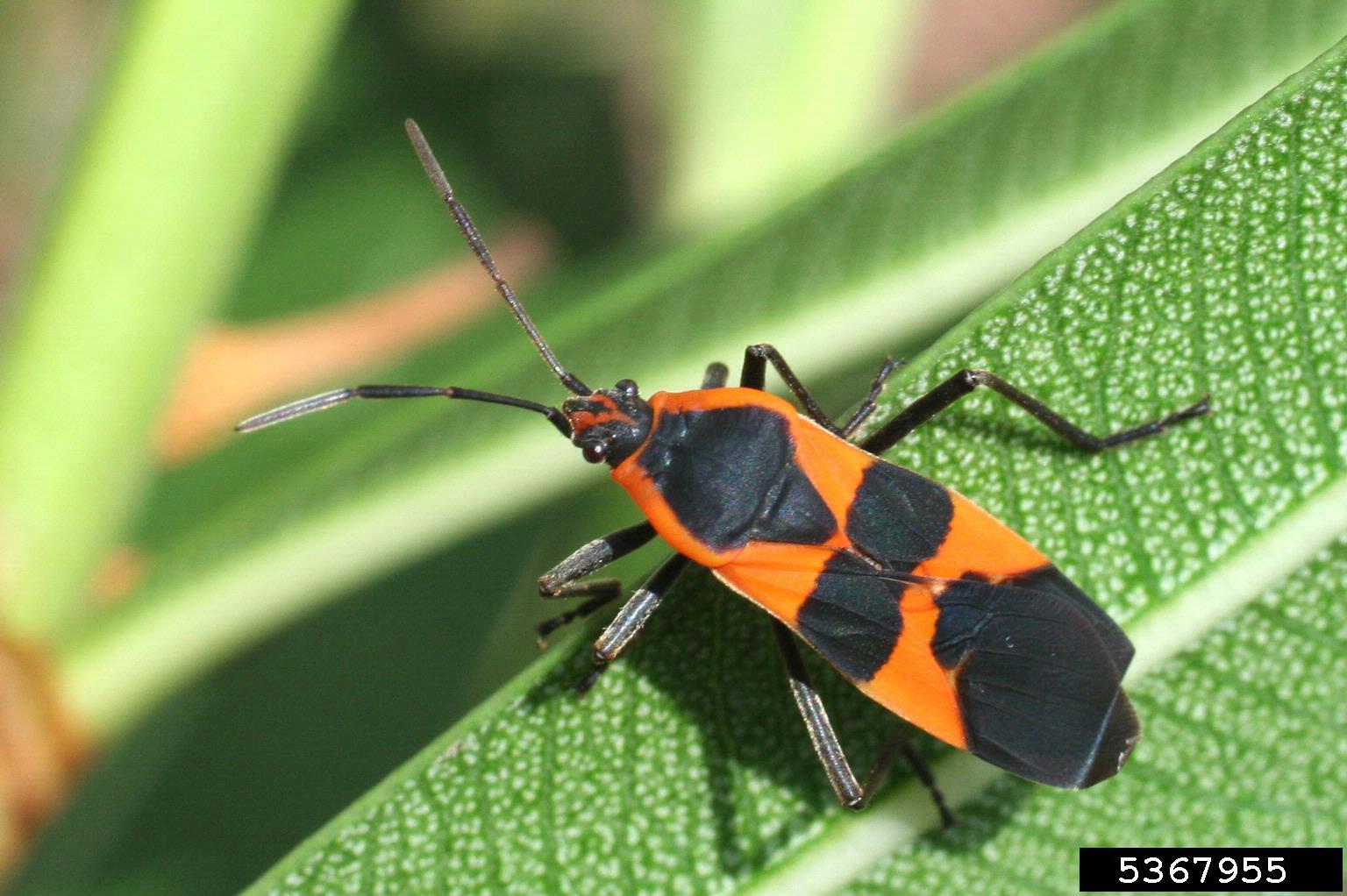 large milkweed bug.jpg