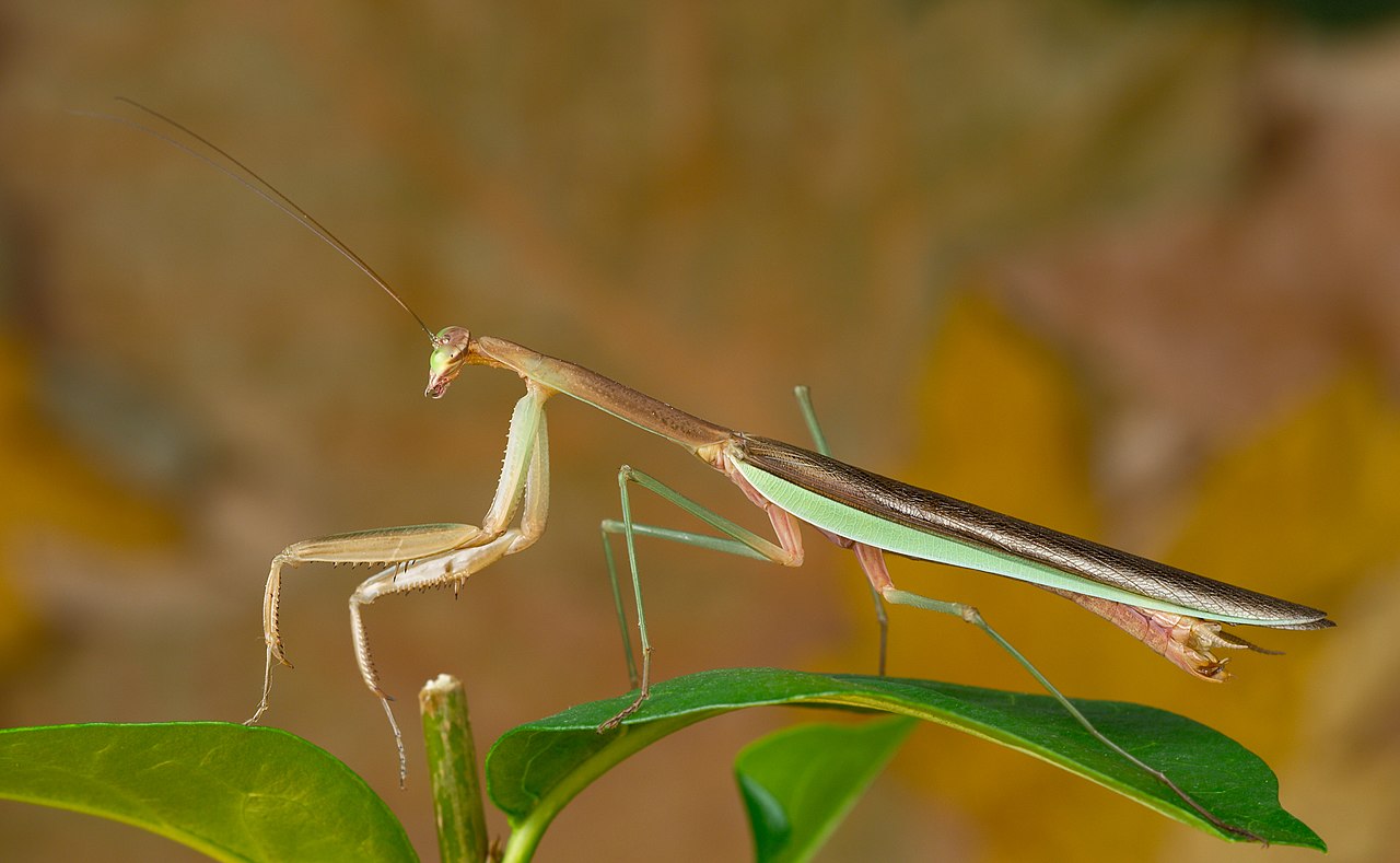 mantis.jpg