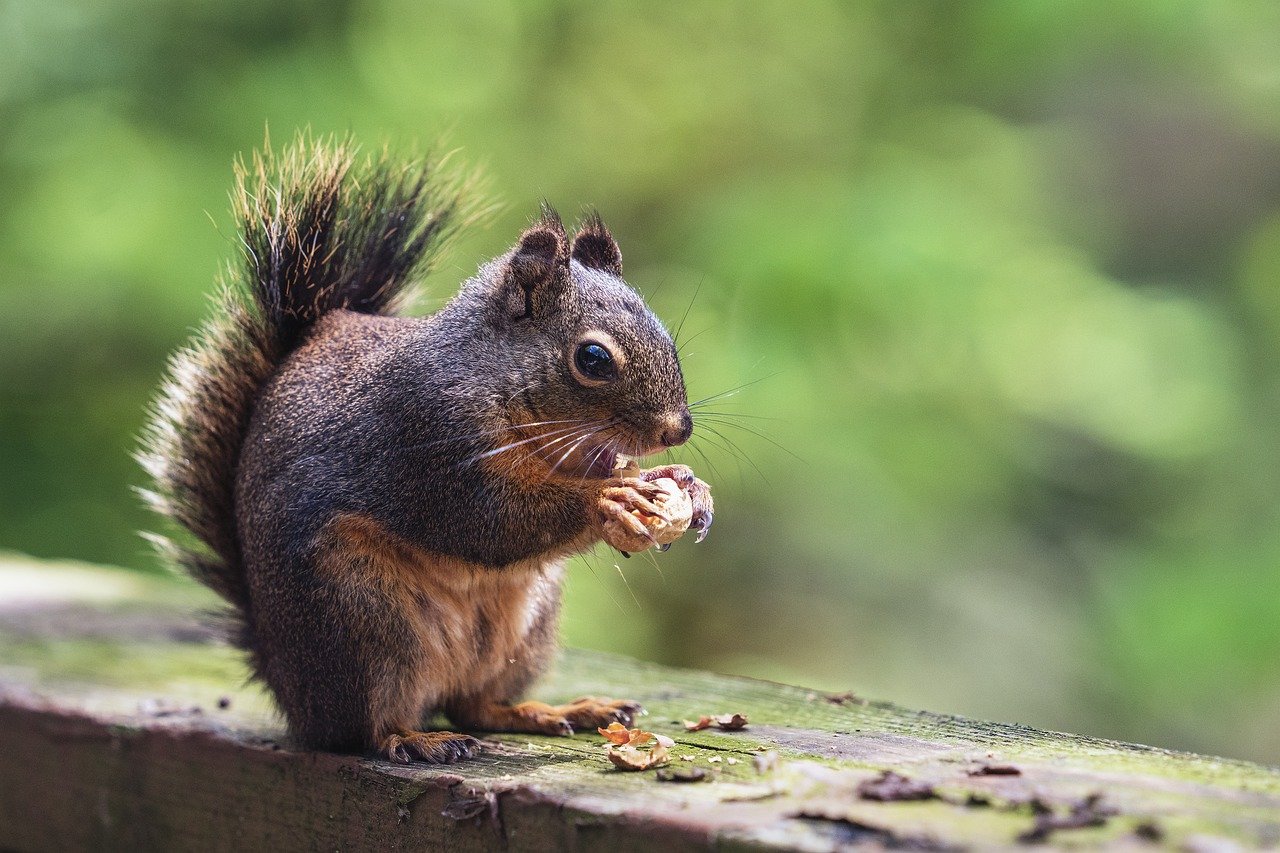 squirrel-7985502_1280.jpg