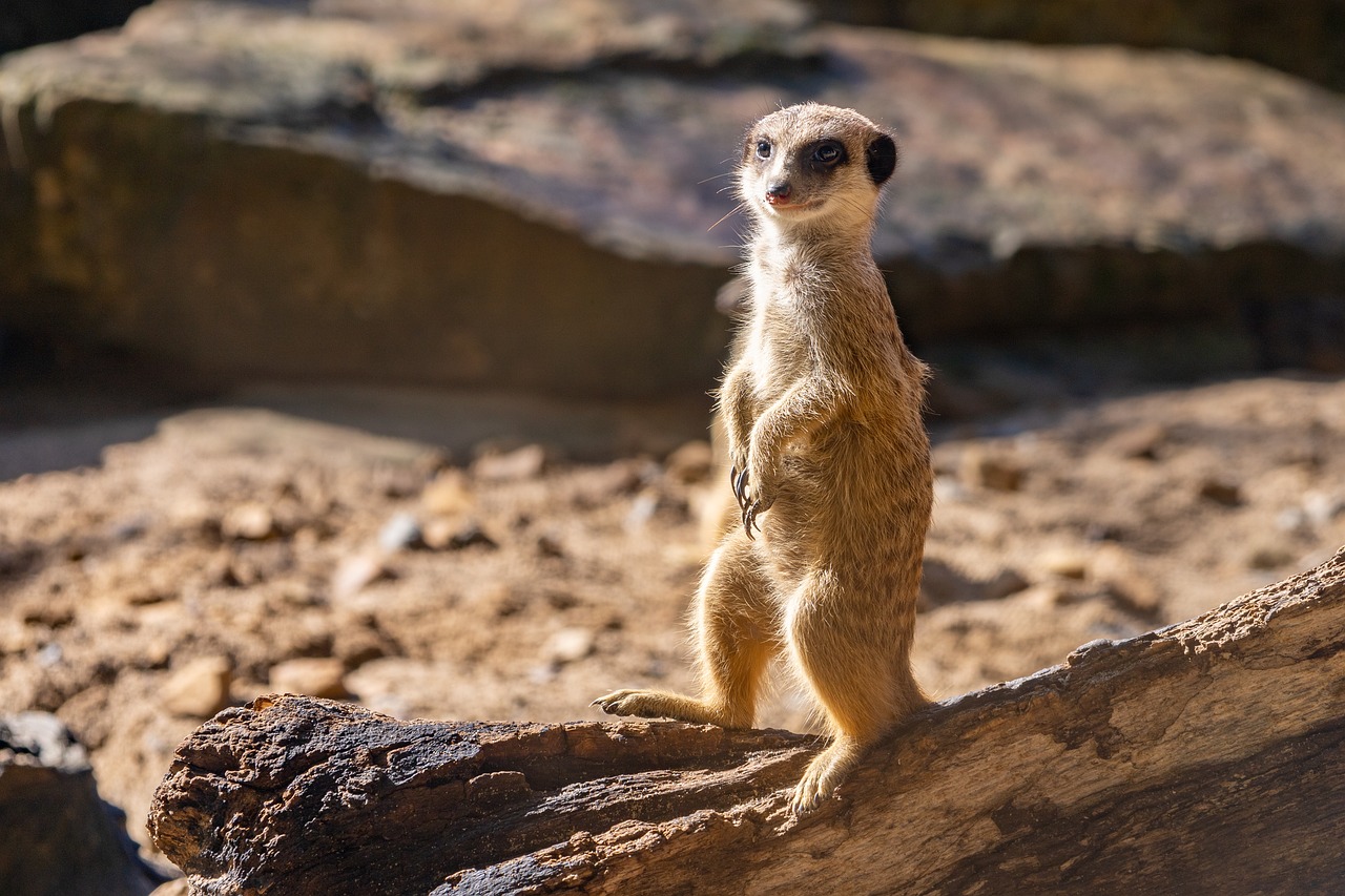 meerkat-7465819_1280.jpg