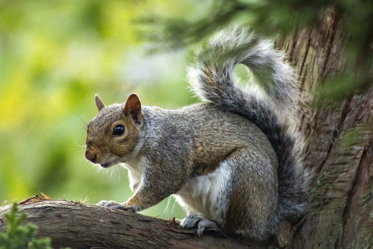 squirrel-8211238_1280.jpg