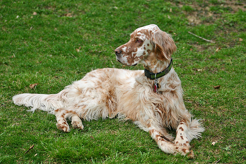 english_setter_15.jpg