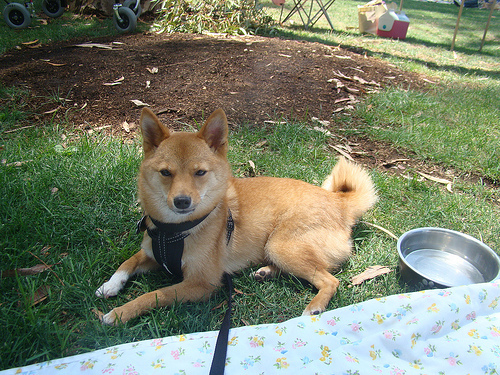 shiba_inu_136.jpg