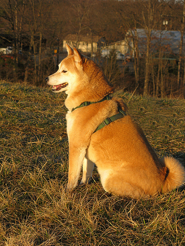 shiba_inu_174.jpg